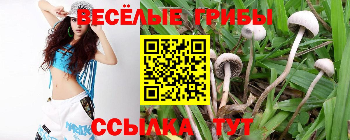 Псилоцибиновые грибы Cubensis Камень-на-Оби